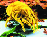 Kuna grinja (Dermatophagoides pteronyssimus) 