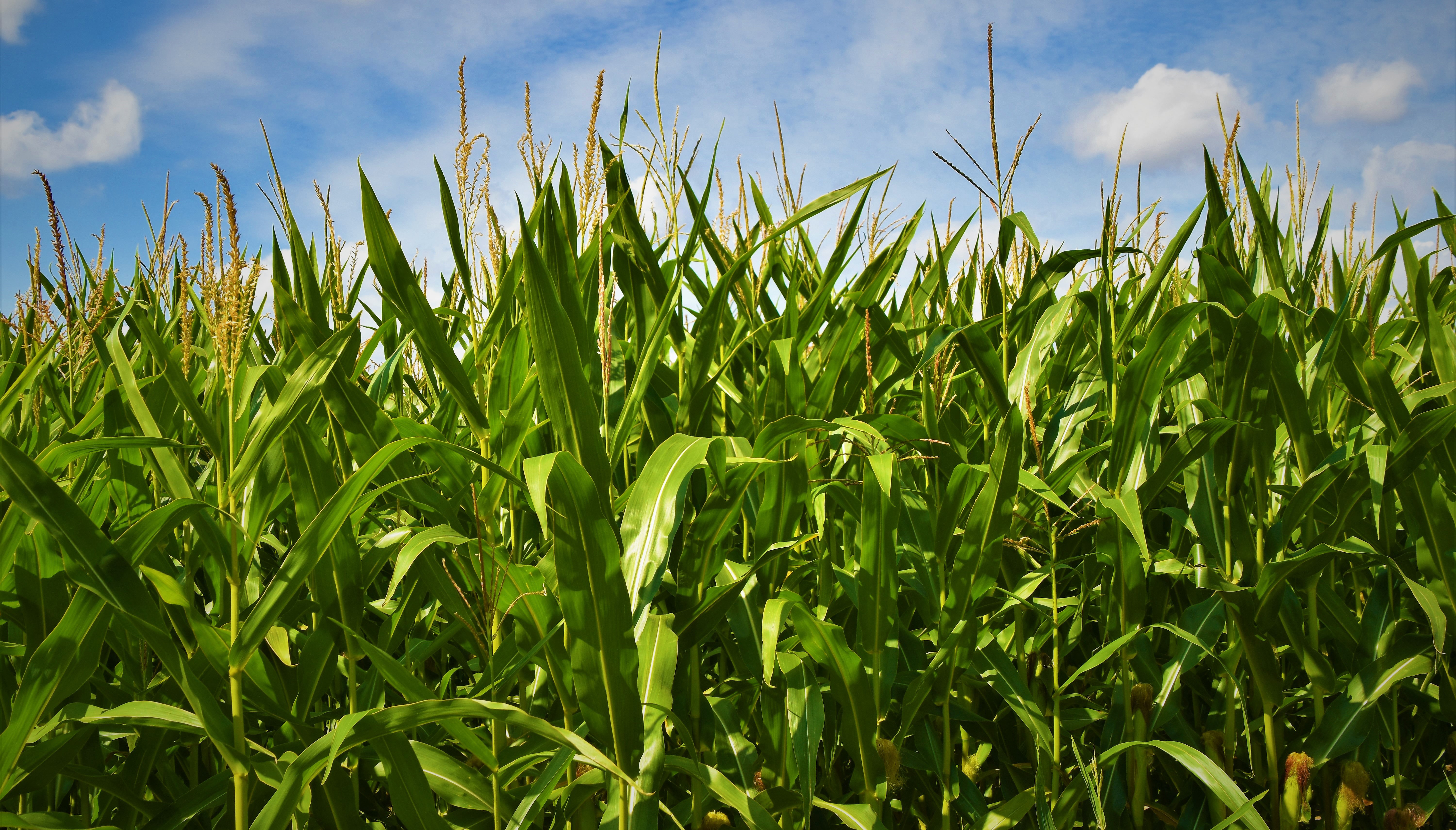 MOLEKULARNA BIOLOGIJA