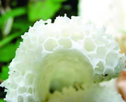 Horizontalni poprečni presek tela gljive