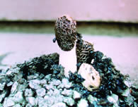 Probijanje asfaltne podloge