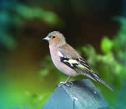 Fringilla coelebs