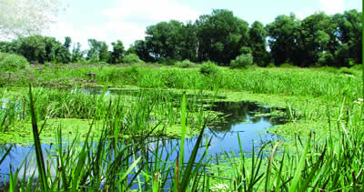 Obedska bara - fotodokumentacija