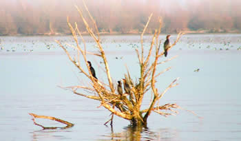 Jata ptica na Labudovom oknu