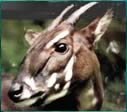 saola 