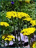  Achillea chrysocoma depressa
