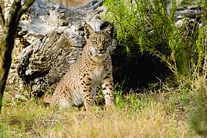 Lynx pardinus