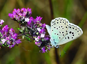 Veliki pegavac (Maculinea arion)