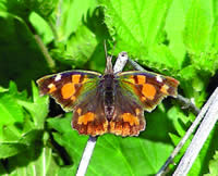 Libythea celtis a srpsko kopriviev leptir