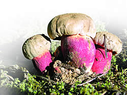 Upadljiva skerletna drka (Boletus sp.)