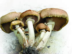Agrocybe 