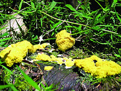 Fuligo septica (uta sluznica)