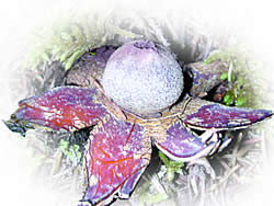 Astraeus hygrometricus (vlagomerna zvezdica) 