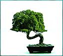 Bonsai