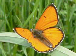 Veliki dukat (Lycaena dispar)