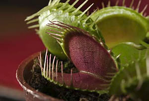 Dionaea_muscipula foto wikipedia