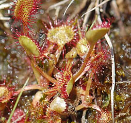 Filip Franeta Drosera rotundifolia sa plenom.