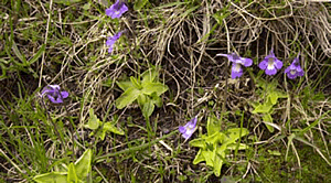 Pinguicula