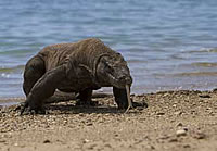 Nacionalni park Komodo 