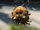 Araneus grossus