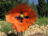 Bulka ( Papaver rhocas )