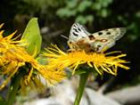 Telekia specciosa , Goneopteryx rhamni i Parnassius apollo