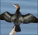 mali vranac (Phalacrocorax pygmaeus) 