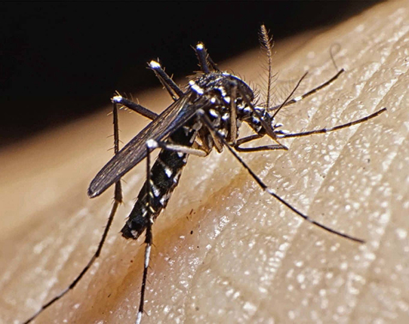 GENETSKI INŽENJERING