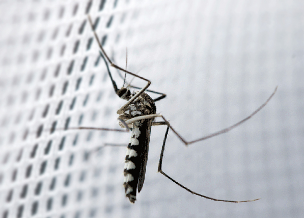 GENETSKI INŽENJERING